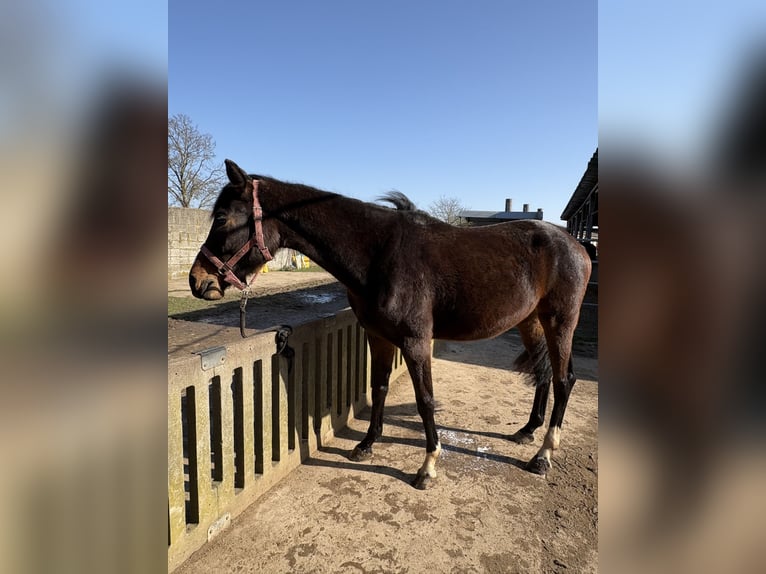 Westfale Stute 3 Jahre 170 cm Dunkelbrauner in Rheinbach