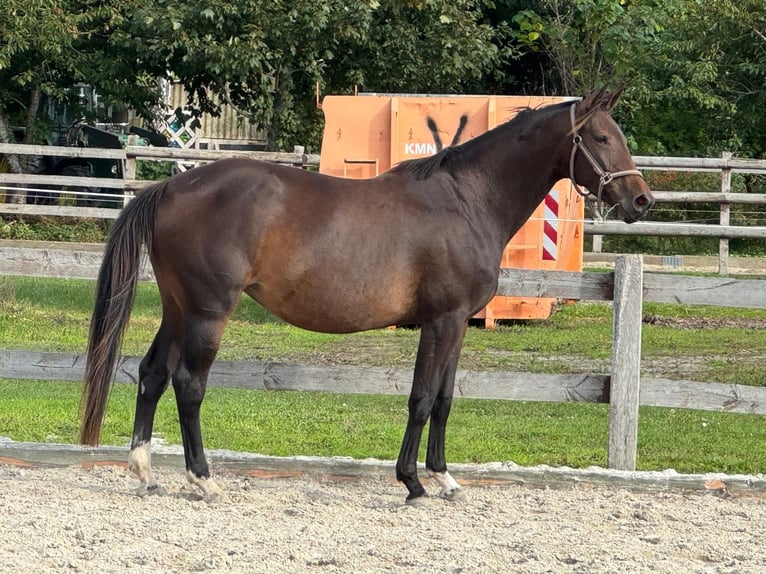 Westfale Stute 3 Jahre 170 cm Dunkelbrauner in Cuxhaven