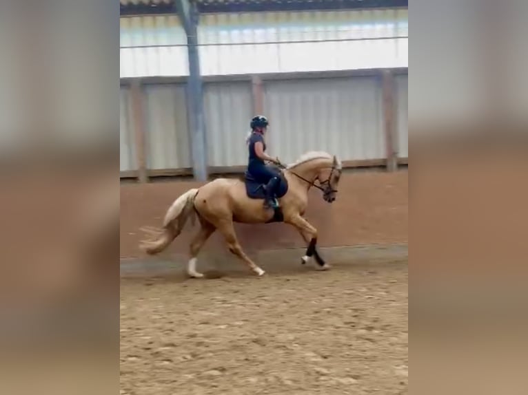 Westfale Stute 3 Jahre 170 cm Palomino in Springe