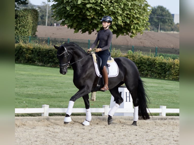 Westfale Stute 3 Jahre 170 cm Rappe in Coesfeld