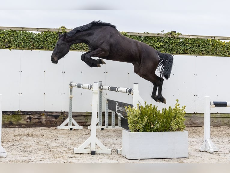 Westfale Stute 3 Jahre 170 cm Schwarzbrauner in Waddinxveen
