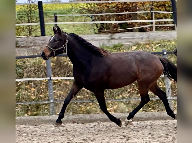Westfale Stute 3 Jahre 171 cm Brauner in Vlotho