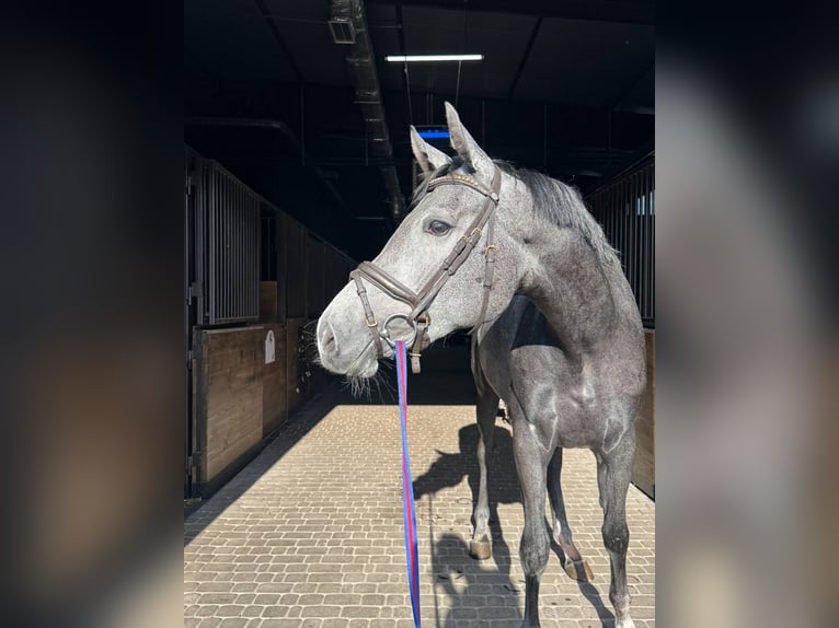 Westfale Stute 3 Jahre 171 cm Schimmel in Lviv