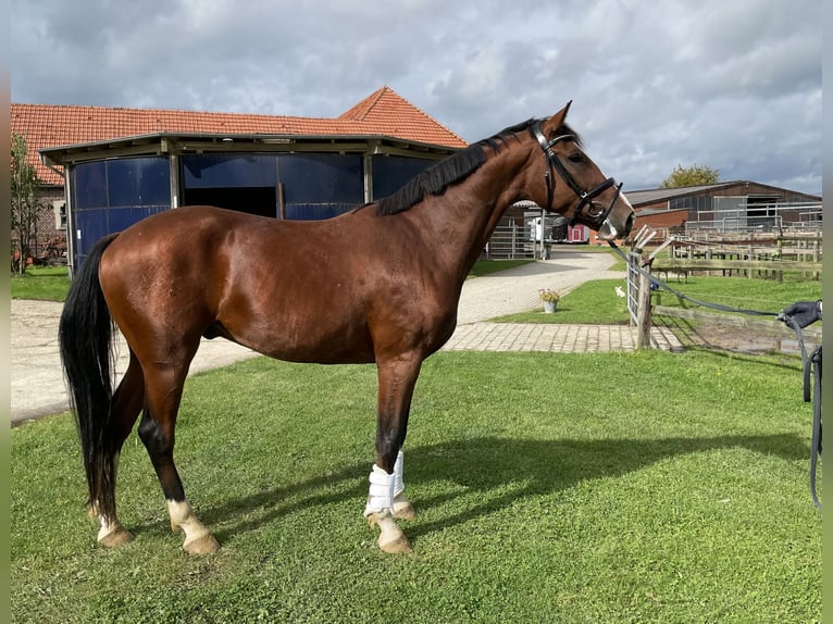 Westfale Stute 3 Jahre 172 cm Brauner in Nottuln