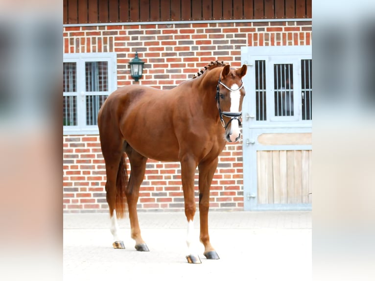 Westfale Stute 3 Jahre 172 cm Fuchs in Bramsche