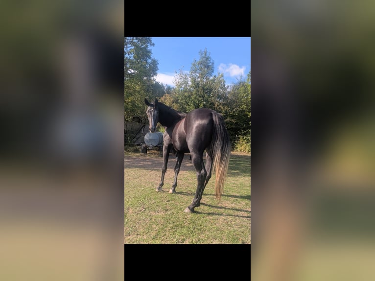 Westfale Stute 3 Jahre 173 cm Rappschimmel in Lichtenau