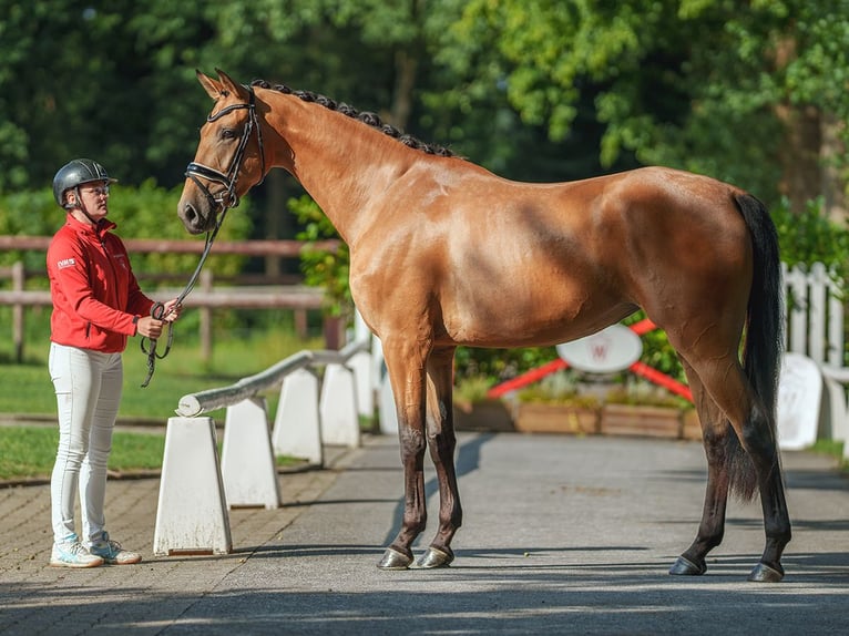 Westfale Stute 3 Jahre 175 cm Buckskin in Münster