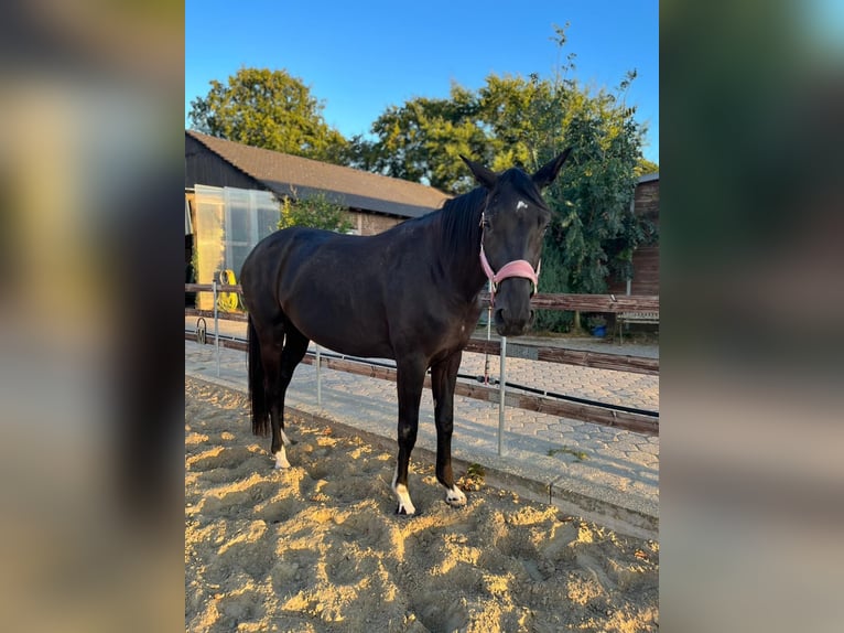 Westfale Stute 3 Jahre 176 cm Rappe in Marl