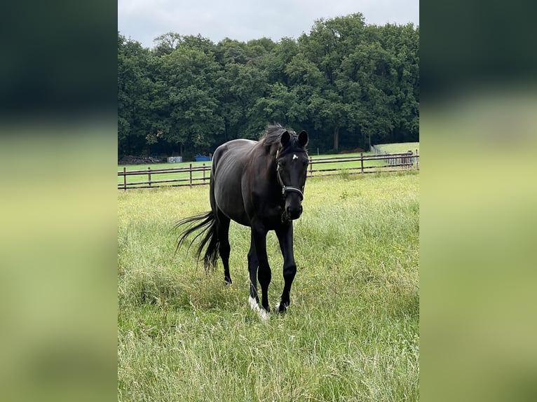Westfale Stute 3 Jahre 176 cm Rappe in Marl
