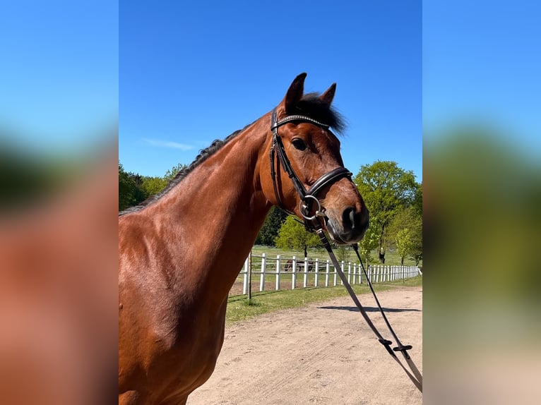 Westfale Stute 3 Jahre Brauner in Schmilau