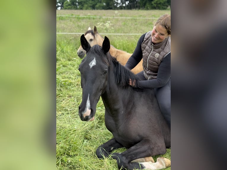 Westfale Stute 3 Jahre Rappe in Wenden