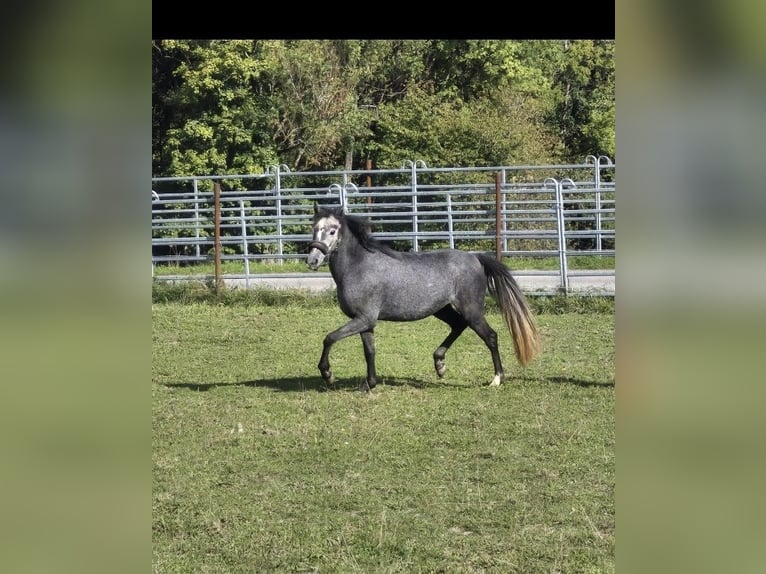 Westfale Stute 4 Jahre 135 cm Rappschimmel in Mitterberg
