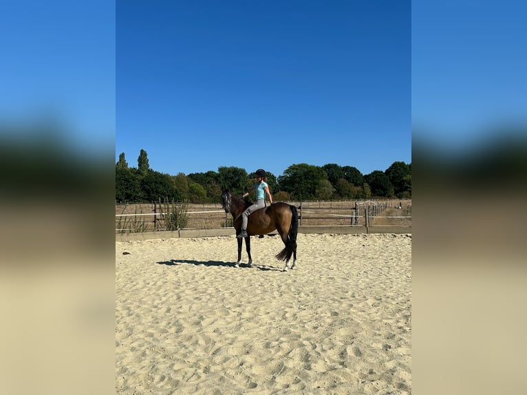Westfale Stute 4 Jahre 146 cm Buckskin in Essen