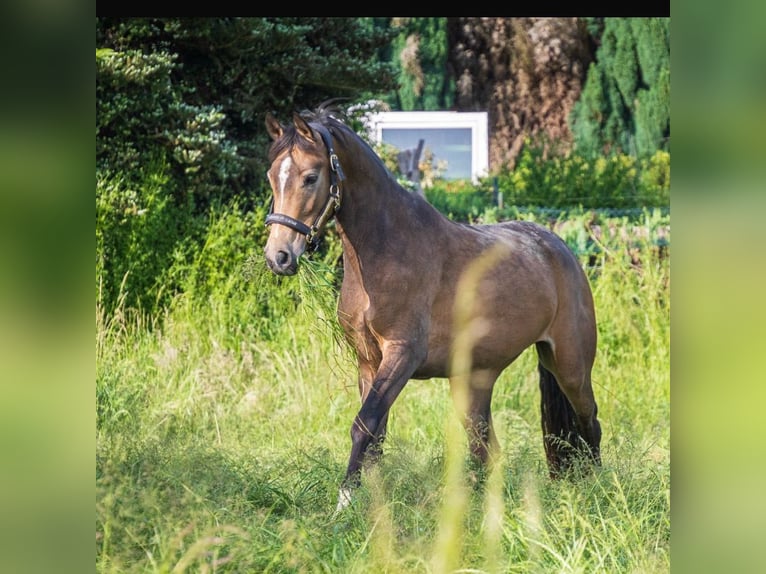 Westfale Stute 4 Jahre 146 cm Buckskin in Essen