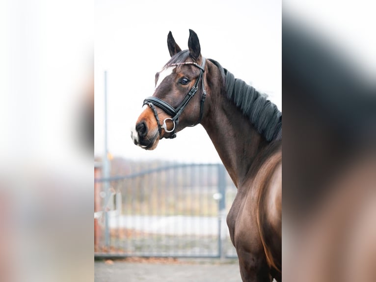 Westfale Stute 4 Jahre 157 cm Dunkelbrauner in Brunnthal