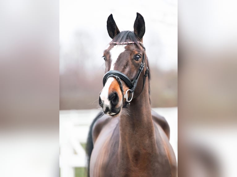 Westfale Stute 4 Jahre 157 cm Dunkelbrauner in Brunnthal