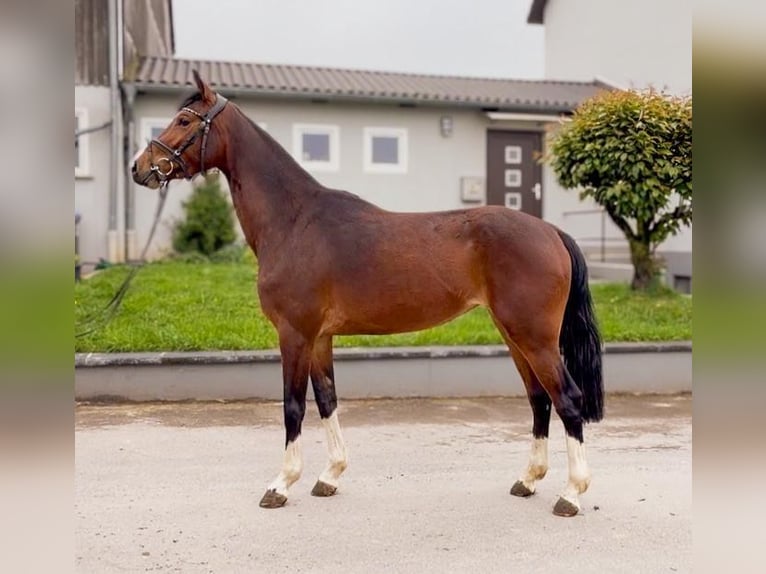 Westfale Stute 4 Jahre 158 cm Brauner in Barntrup
