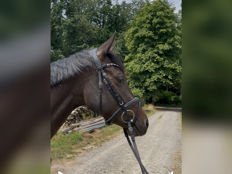 Westfale Stute 4 Jahre 158 cm Dunkelbrauner in Barntrup