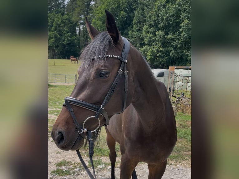 Westfale Stute 4 Jahre 158 cm Dunkelbrauner in Barntrup