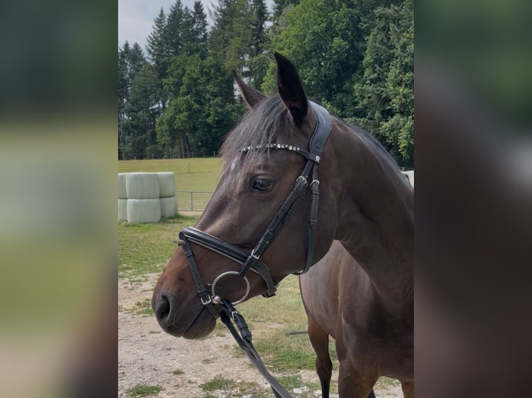 Westfale Stute 4 Jahre 158 cm Dunkelbrauner in Barntrup