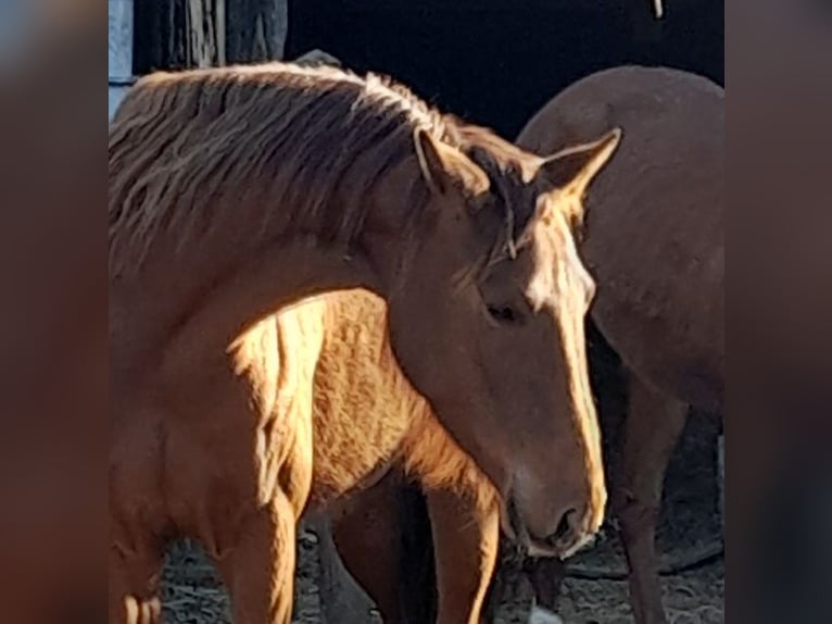 Westfale Stute 4 Jahre 158 cm Dunkelfuchs in Raeren