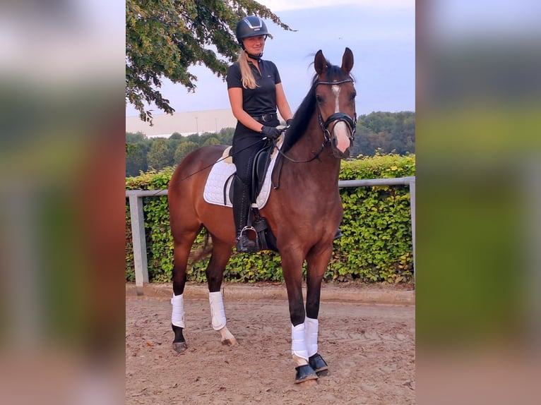 Westfale Stute 4 Jahre 159 cm Brauner in Dortmund