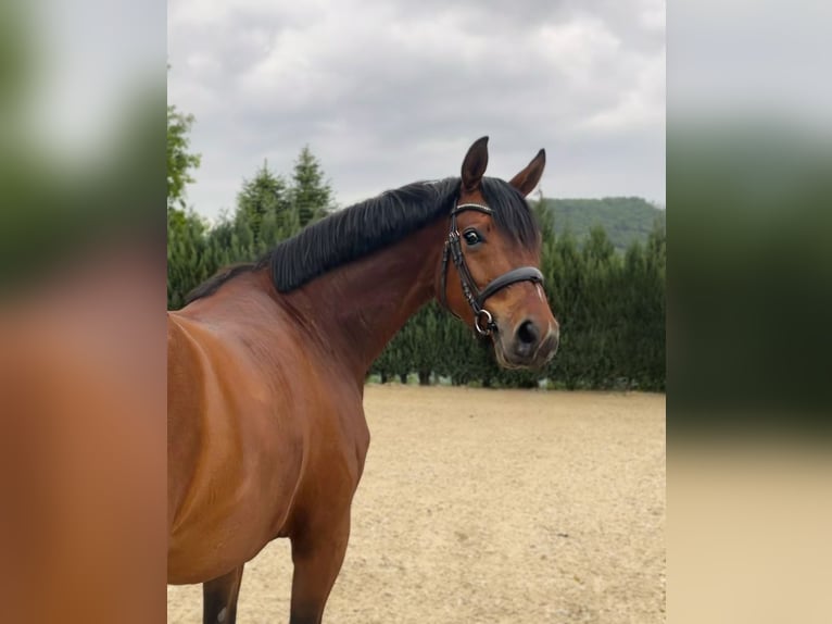 Westfale Stute 4 Jahre 159 cm Brauner in Olsberg
