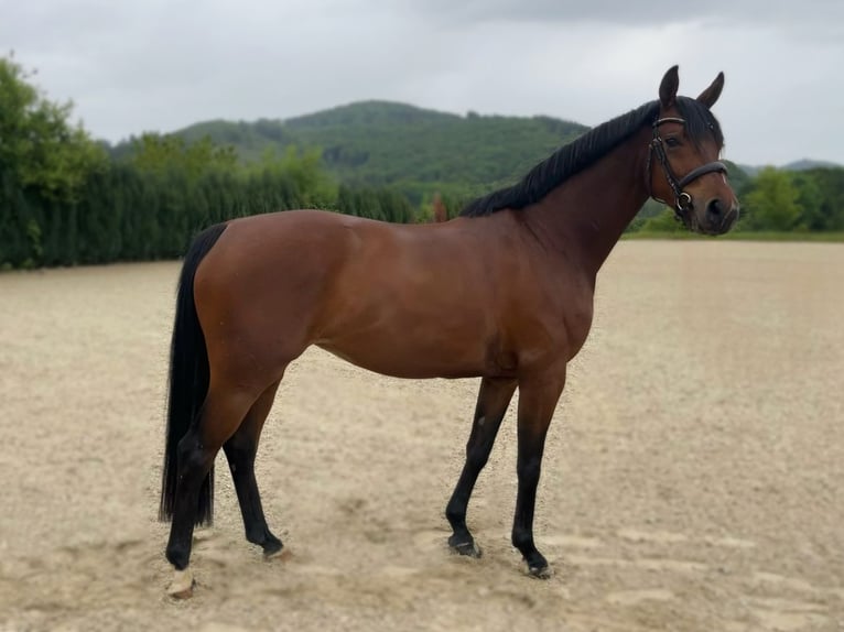 Westfale Stute 4 Jahre 159 cm Brauner in Olsberg