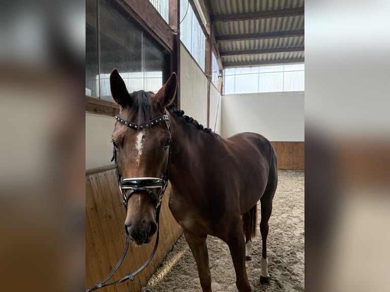 Westfale Stute 4 Jahre 159 cm Dunkelfuchs in Petershagen