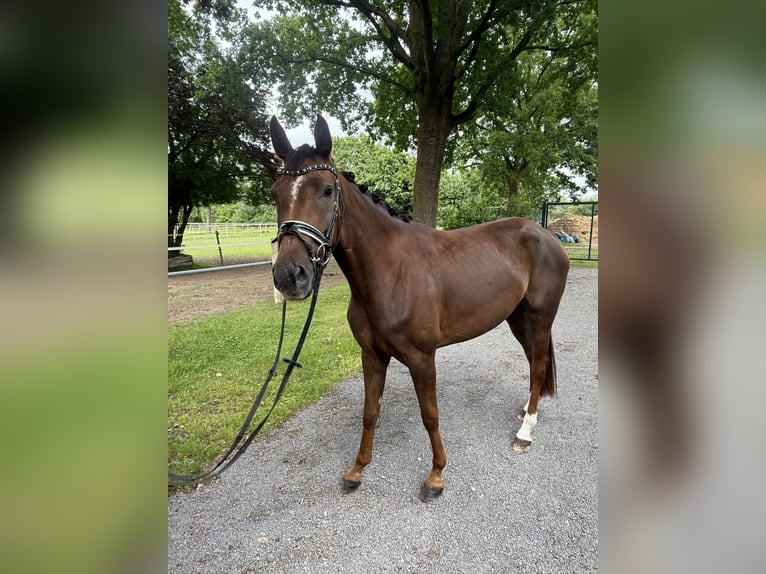 Westfale Stute 4 Jahre 159 cm Dunkelfuchs in Petershagen