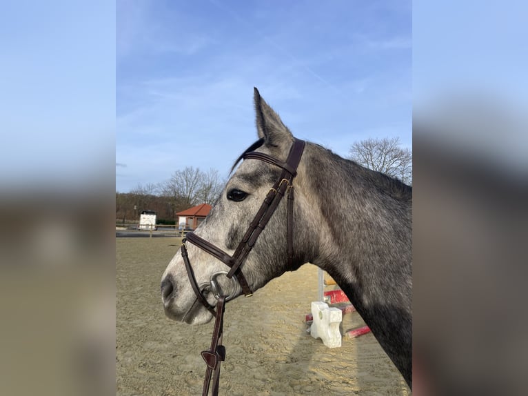 Westfale Stute 4 Jahre 160 cm Apfelschimmel in Nordkirchen