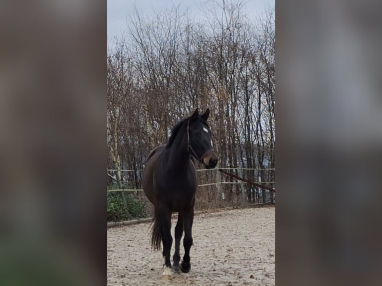 Westfale Stute 4 Jahre 160 cm Brauner in Wenden