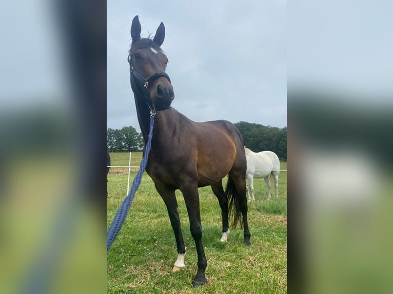 Westfale Stute 4 Jahre 160 cm Brauner in Wenden