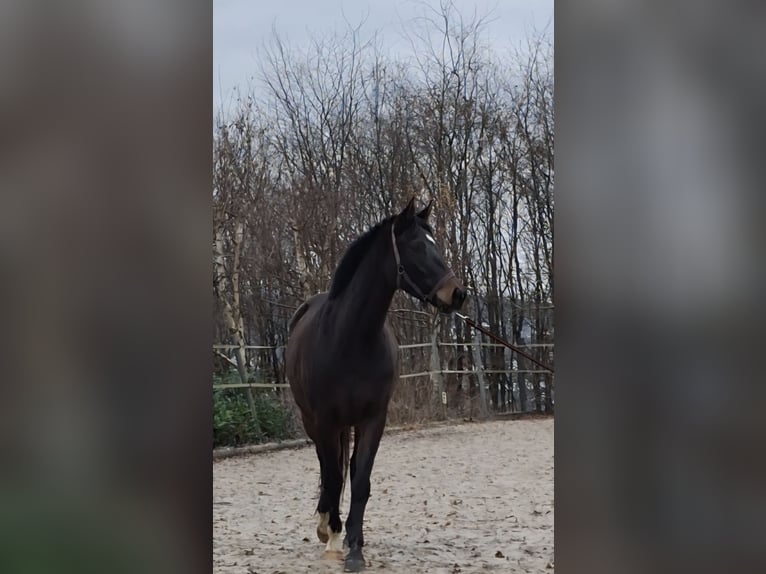 Westfale Stute 4 Jahre 160 cm Brauner in Wenden