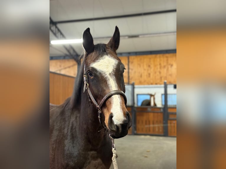 Westfale Stute 4 Jahre 160 cm Brauner in Dornburg