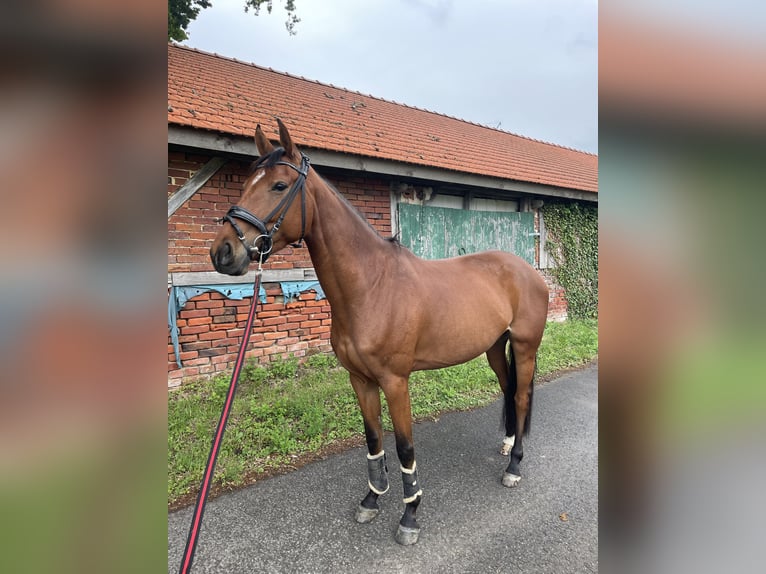 Westfale Stute 4 Jahre 160 cm Brauner in Velen