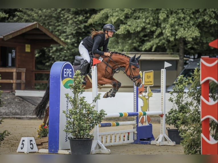 Westfale Stute 4 Jahre 160 cm Brauner in Velen