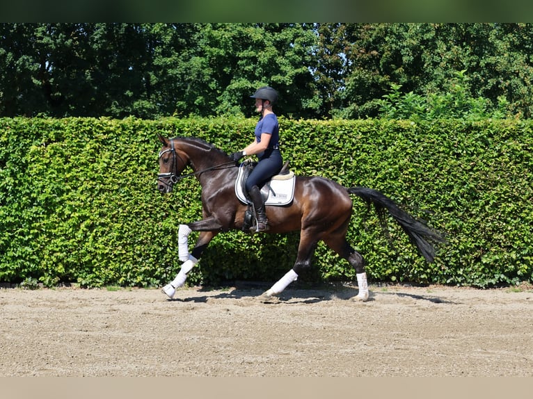 Westfale Stute 4 Jahre 160 cm Dunkelbrauner in Nottuln