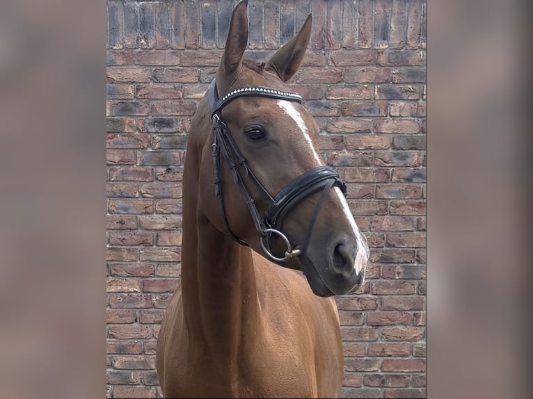 Westfale Stute 4 Jahre 160 cm Dunkelfuchs in Niederkassel