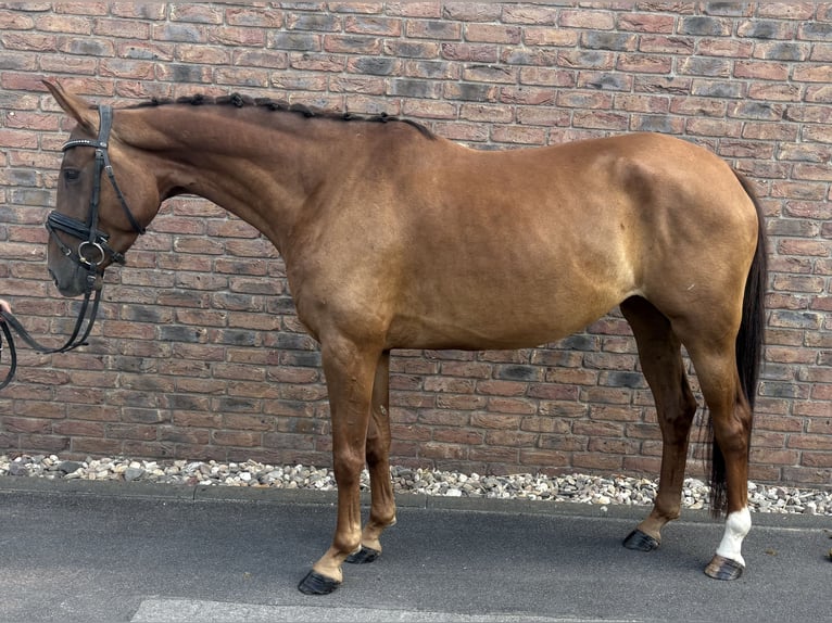 Westfale Stute 4 Jahre 160 cm Dunkelfuchs in Niederkassel