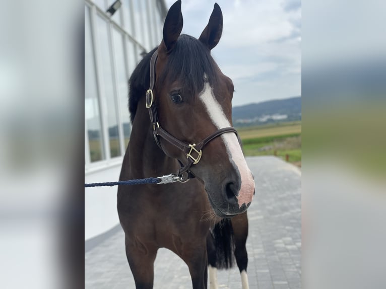 Westfale Stute 4 Jahre 161 cm Dunkelbrauner in Dornburg