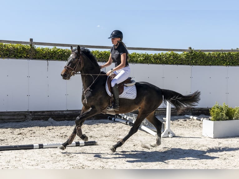 Westfale Stute 4 Jahre 161 cm in Waddinxveen