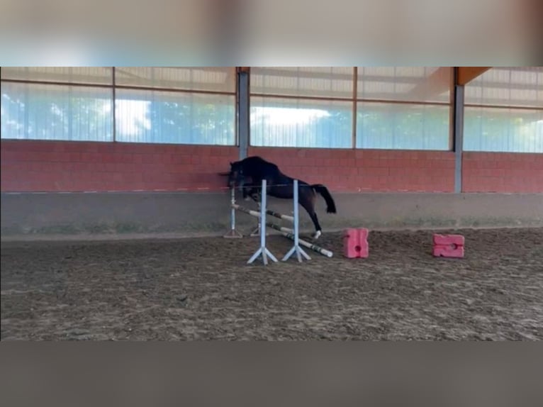 Westfale Stute 4 Jahre 162 cm Brauner in Bad Wünnenberg