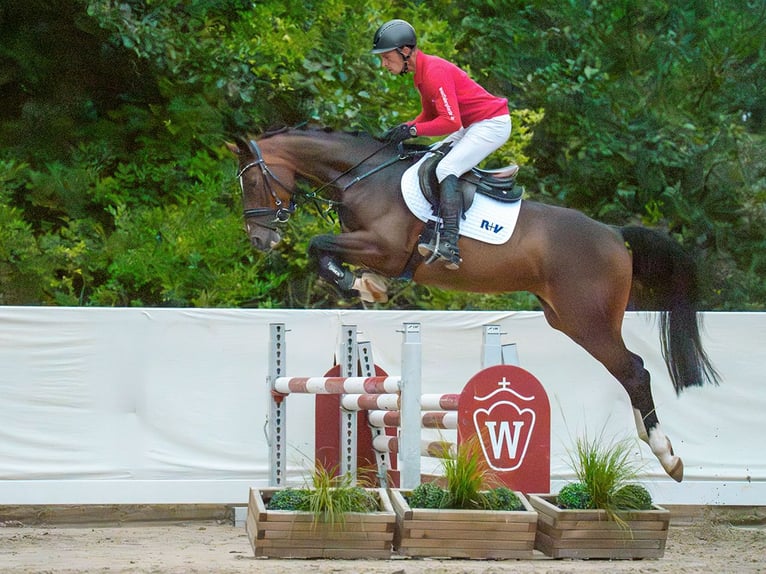 Westfale Stute 4 Jahre 162 cm Brauner in Münster