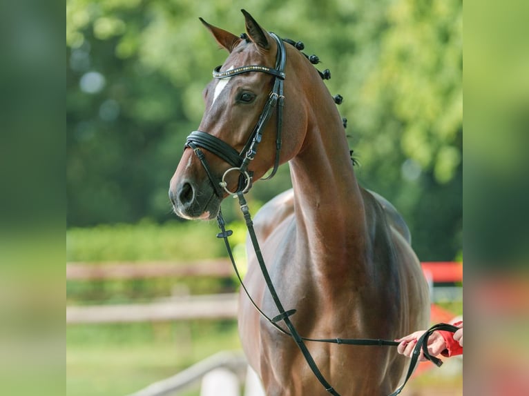 Westfale Stute 4 Jahre 162 cm Brauner in Münster