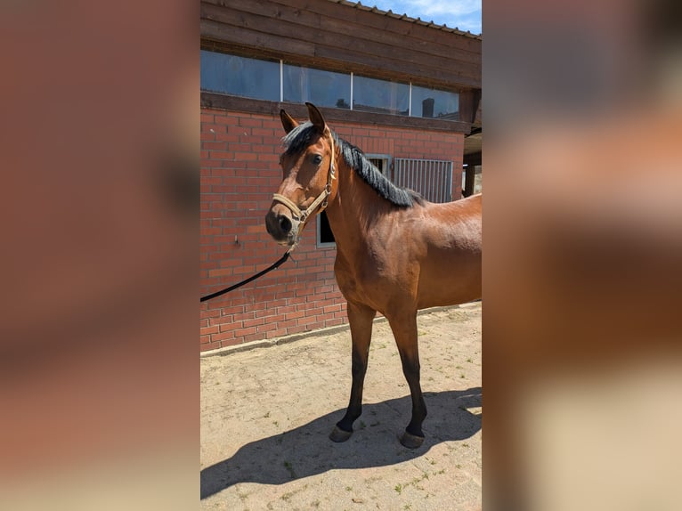 Westfale Stute 4 Jahre 162 cm Brauner in Petershagen