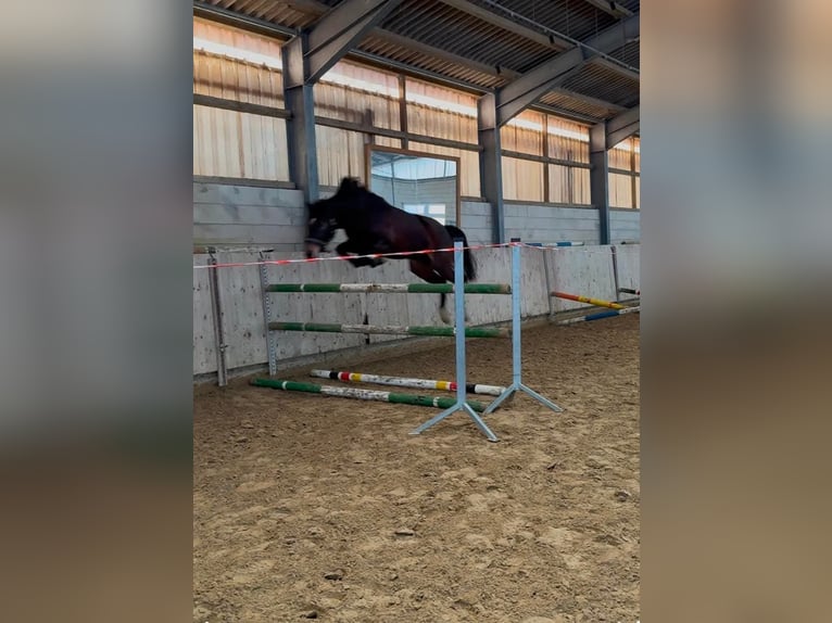 Westfale Stute 4 Jahre 162 cm Brauner in Vlotho