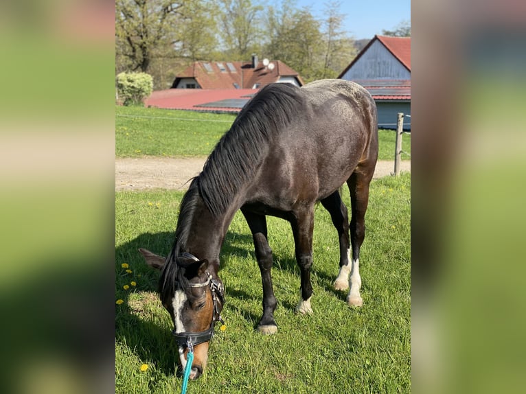 Westfale Stute 4 Jahre 162 cm Dunkelbrauner in Hattingen