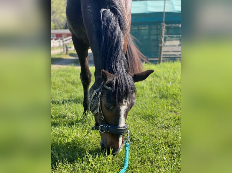 Westfale Stute 4 Jahre 162 cm Dunkelbrauner in Hattingen