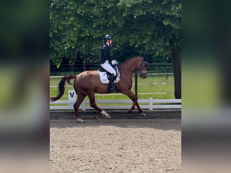 Westfale Stute 4 Jahre 162 cm Fuchs in Köln